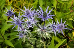 alpen-mannstreu-eryngium-alpinum